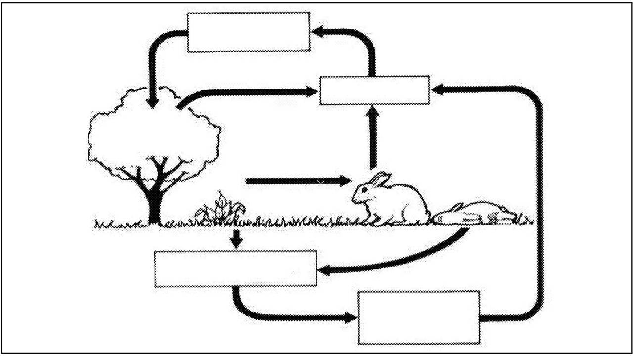 blank carbon cycle diagram